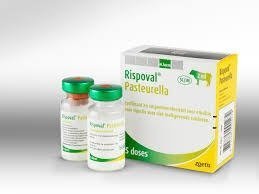 Rispoval-Pasteurella-25d-2.jpg