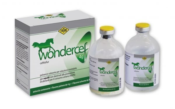 Wondercef.jpg